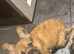 Wired hair french bulldog