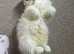 Beautiful Persian cat