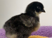 X10 1 week old chicks mixed colours