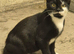 2 boy kittens looking for a loving home