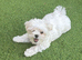 Pure Korean Maltese puppies