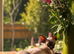 Beautiful Pedigree Sphynx Kittens – Looking for Their Forever Homes