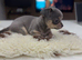 Stunning Blue & Tan Teacup Chihuahua Female Puppy