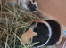 Guineapig sows