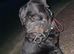 Beautiful Rottweiler pups for sale