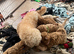 Cavachon x toy poodle puppies
