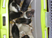 Topeard females and males left