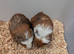 Adorable baby Guinea pigs