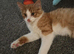 A beautiful male ginger and whitekittens for sale