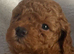 Genuine kc toy poodle 6 weeks old