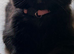 2 kittens