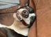 Lurcher/staff
