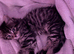 British long hair x 2 males &pound;50 off if rehomed together