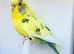 Various Stunning Quality Beautiful Budgies