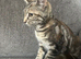 4 bengal cross kittens