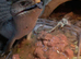 Blue tongue skink