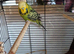 Green budgie