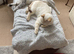 Scottish fold kitten reduced in price