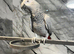 Handreared Uk Bred Tame Talking Congo African Grey Parrot