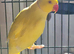 Yellow male lutina ring nick with cag
