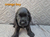 Gorgeous show cocker spaniel puppies