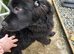 Saint Bernewfie Puppy