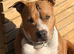 Staffordshire Bull Terrier