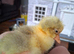 2 adorable 2 day old goslings
