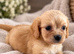 Two Cavachons puppies