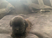 Shitzue puppies
