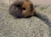 Mini lop boy