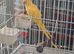 Indian ringneck for sale