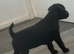 Patterdale puppy for sale female