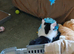 Dobbie, a sweet natured 12 month old male kitten