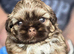 Stunning Imperial Shihtzu Puppies
