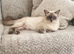 Ragdoll Kittens READY next week