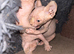 Two sphynx kittens for sale