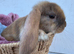Giant pure bred French lop rabbits will be huge bunnies