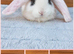 Beautiful French Lop Babies