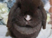Beautiful chocolate vm doe seeking loving retirement home 1 year old