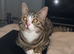 Pebbles 9 Month Old British Shorthair