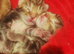 Stunning tabby kitties