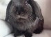 Black mini lop doe