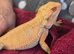 Red bearded dragon, male please read advert