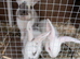 Baby boy bunnies