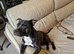 Staffordshire BullTerrier Puppies.