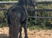 3 yo fell pony gelding
