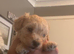 3 beautiful girl toy poodles