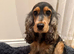 Show cocker spaniel in London