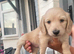 READY NOW LH mini cream dachshund